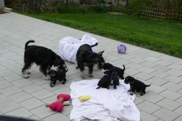 Polly R-Wurf 5 Woche 2025-04-18 001 (128)